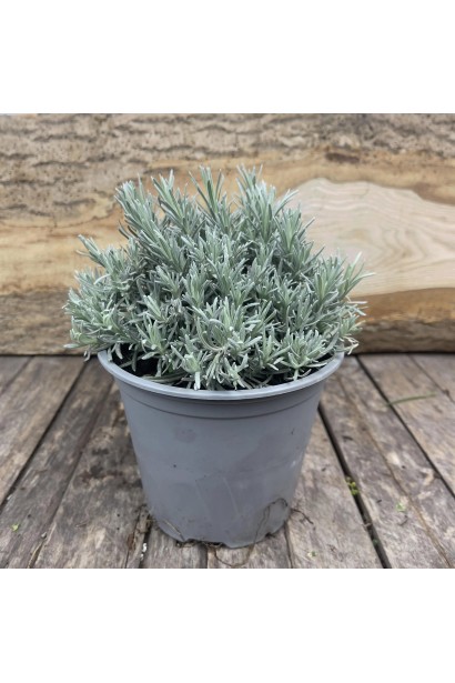 Безсмертник піщаний Толл Керрі в контейнері